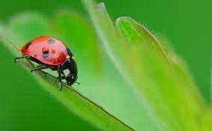 ladybugs
