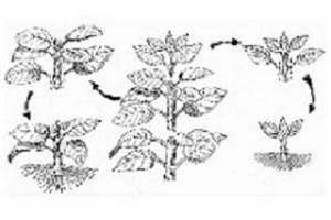Plant Cuttings 1 plantcuttings