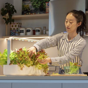 Woman picking fresh grown lettuce from her click and grow