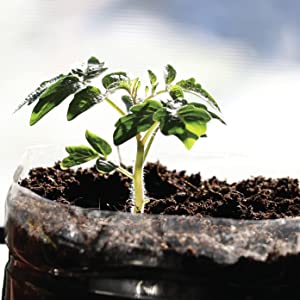 A potted plant with the beginnings of a sprout.