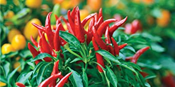  A closeup photo of red chili peppers.