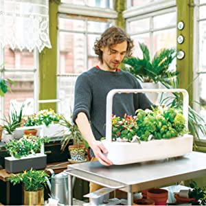 A Click and Grow hydroponic garden on a countertop.