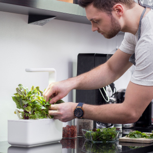 indoor herb garden kits basil lettuce kitchen planter