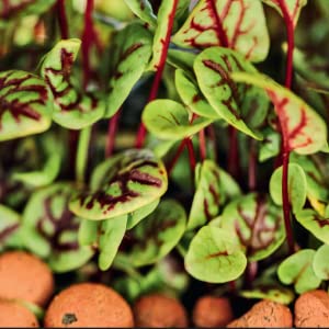 A close-up of a plant in clay pellets.