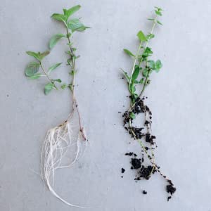 Two plants on a table, showing roots to leaves.