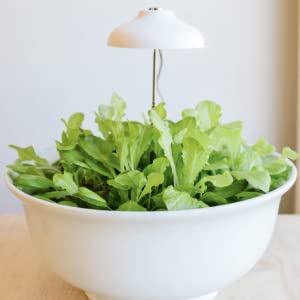 A growing salad bowl with overhead light.