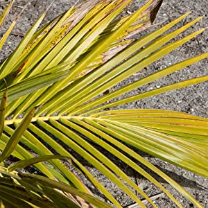 Nutrient lockout on Palm Tree