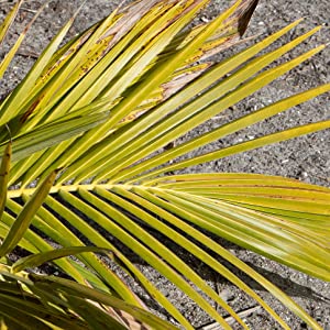 Nutrient lockout on Palm Tree