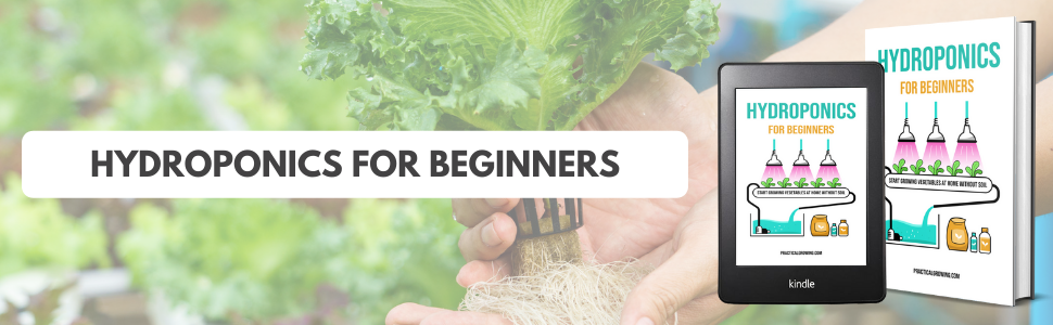 hydroponics for beginners