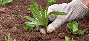 vegetable garden, pulling weeds