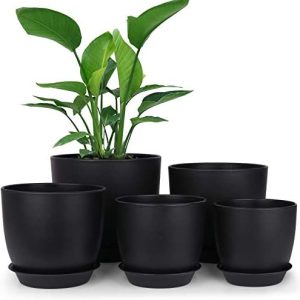 plant pots