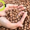 PGN Clay Pebbles for Hydroponic Growing - 10 Liters (4 Pounds) - Organic Expanded Clay Balls for Plants - PH Neutral Leca for Plants - Aquaponics and Hydroponics Supplies in a Resealable Storage Bag - Image 3
