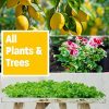 Humboldts Secret Golden Tree: Best Plant Food for Plants & Trees - All-in-One Concentrated Additive - Vegetables, Flowers, Fruits, Lawns, Roses, Tomatoes & More (1 Gallon) - Image 5