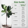 Humboldts Secret Base A & B Bundle – World's Best Base Nutrient System – Liquid Nutrient/Fertilizer for Outdoor & Indoor Plants – Supports Vegetative and Flowering Stages of Plants – Set of Quarts - Image 3