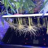 CLONE KING 36 Site Aeroponic Cloning Machine. Expect 100% Success Rates! - Image 6