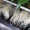 CLONE KING 36 Site Aeroponic Cloning Machine. Expect 100% Success Rates! - Image 2