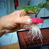 CLONE KING 36 Site Aeroponic Cloning Machine. Expect 100% Success Rates! - Image 5