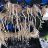 CLONE KING 36 Site Aeroponic Cloning Machine. Expect 100% Success Rates! - Image 4
