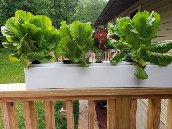 Go Grow Hydroponic Nutrients for All Veggies, Leafy Greens, Herbs and Flowers 1 Gallon - 10 Pack (10 Gallons) - Image 3