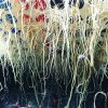 CLONE KING 36 Site Aeroponic Cloning Machine. Expect 100% Success Rates! - Image 3