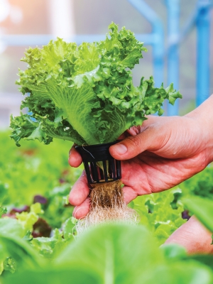 Hydroponic lettuce being picked from a greenhouse.