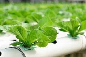Hydroponics Hydroponics