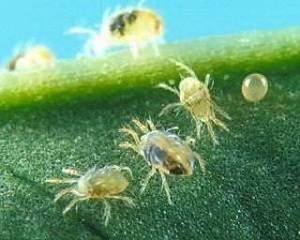 spider mites